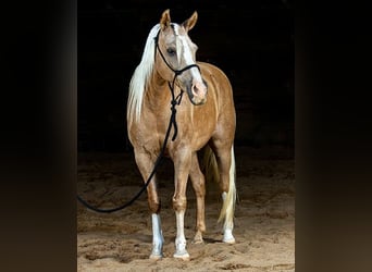 Haflinger, Wallach, 7 Jahre, 152 cm, Palomino