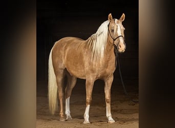 Haflinger, Wallach, 7 Jahre, 152 cm, Palomino