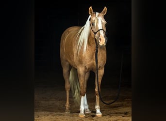 Haflinger, Wallach, 7 Jahre, 152 cm, Palomino
