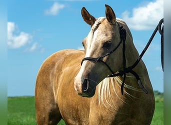 Haflinger, Wallach, 7 Jahre, 152 cm, Palomino