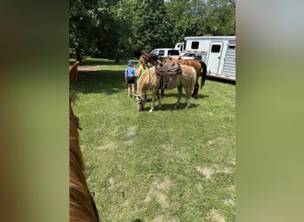Haflinger, Wallach, 7 Jahre, 152 cm, Palomino