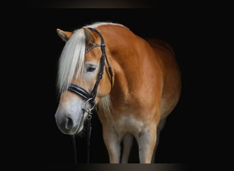 Haflinger, Wallach, 7 Jahre, 153 cm, Hellbrauner