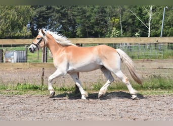Haflinger, Wallach, 7 Jahre, 154 cm, Fuchs