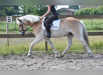 Haflinger, Wallach, 7 Jahre, 154 cm, Fuchs