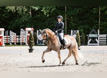 Haflinger, Wallach, 7 Jahre, 154 cm, Palomino