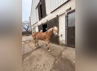 Haflinger, Wallach, 7 Jahre, 155 cm