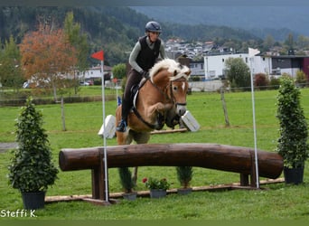 Haflinger, Wallach, 7 Jahre, 155 cm, Rotfuchs
