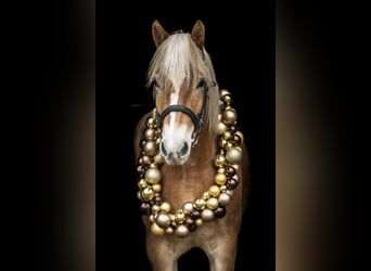 Haflinger, Wallach, 7 Jahre, 156 cm, Fuchs