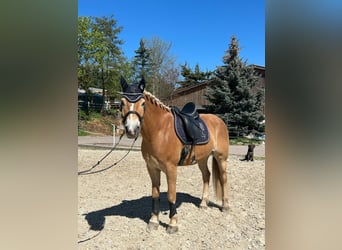 Haflinger, Wallach, 7 Jahre, 156 cm, Fuchs