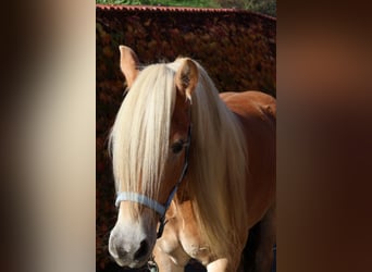 Haflinger, Wallach, 7 Jahre, 156 cm, Fuchs