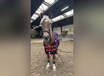 Haflinger Mix, Wallach, 7 Jahre, 160 cm