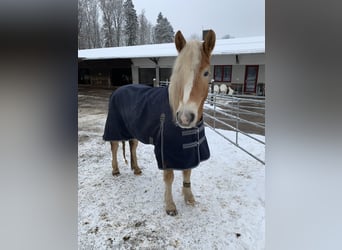 Haflinger, Wallach, 7 Jahre, 160 cm