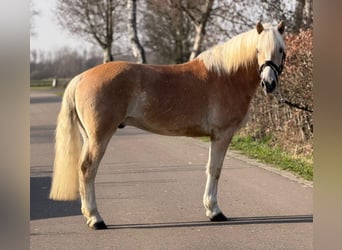 Haflinger, Wallach, 7 Jahre, 161 cm, Palomino