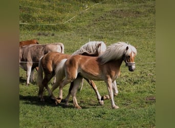 Haflinger, Wallach, 7 Jahre