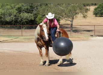 Haflinger, Wallach, 8 Jahre, 132 cm, Palomino