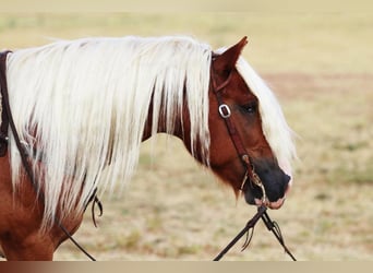 Haflinger, Wallach, 8 Jahre, 132 cm, Palomino