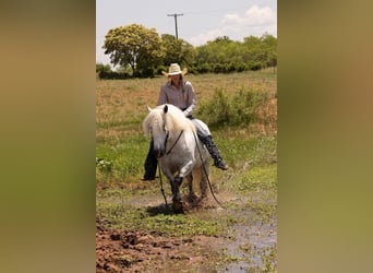 Haflinger, Wallach, 8 Jahre, 147 cm, Apfelschimmel
