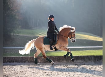 Haflinger, Wallach, 8 Jahre, 150 cm, Fuchs