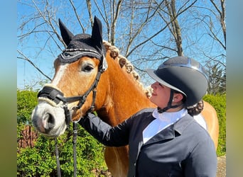 Haflinger, Wallach, 8 Jahre, 150 cm, Fuchs