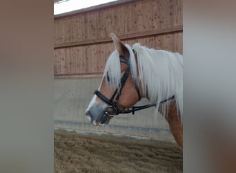Haflinger, Wallach, 8 Jahre, 150 cm, Fuchs