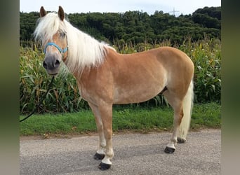 Haflinger, Wallach, 8 Jahre, 153 cm