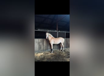 Haflinger, Wallach, 8 Jahre, 153 cm, Fuchs