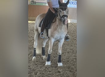 Haflinger, Wallach, 8 Jahre, 153 cm, Fuchs
