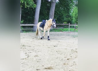 Haflinger, Wallach, 8 Jahre, 153 cm, Fuchs