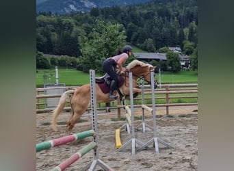 Haflinger, Wallach, 8 Jahre, 154 cm, Fuchs