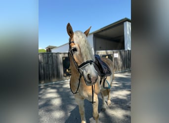 Haflinger, Wallach, 8 Jahre, 155 cm