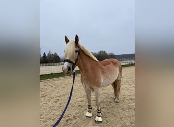 Haflinger, Wallach, 8 Jahre, 155 cm