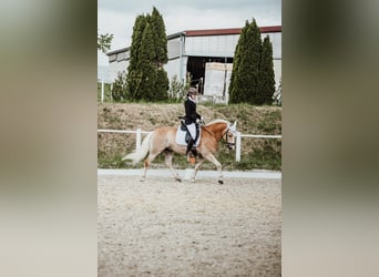 Haflinger, Wallach, 8 Jahre, 158 cm