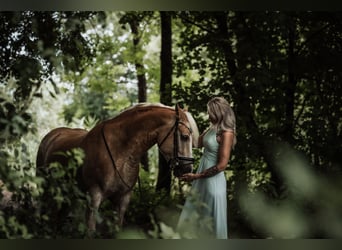 Haflinger, Wallach, 8 Jahre, 158 cm