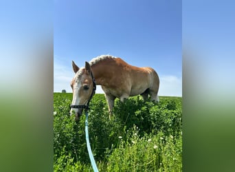 Haflinger, Wallach, 8 Jahre, 158 cm