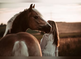 Haflinger, Wallach, 8 Jahre, 158 cm
