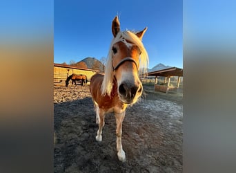 Haflinger, Wallach, 8 Jahre, 160 cm