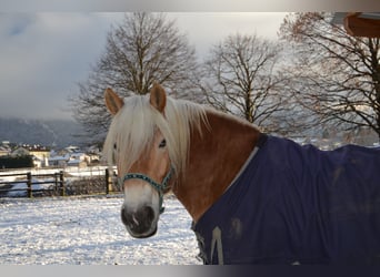 Haflinger, Wallach, 8 Jahre, 160 cm
