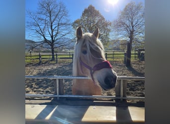 Haflinger, Wallach, 8 Jahre, 160 cm