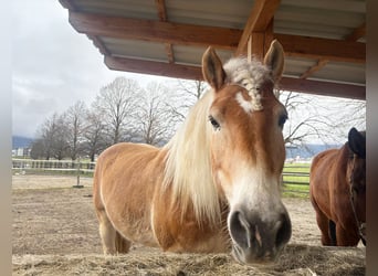 Haflinger, Wallach, 8 Jahre, 160 cm