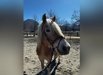 Haflinger, Wallach, 8 Jahre, 160 cm
