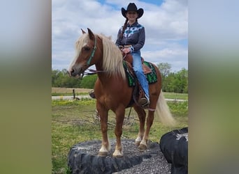 Haflinger, Wallach, 8 Jahre, Dunkelfuchs