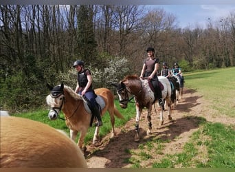 Haflinger Mix, Wallach, 8 Jahre