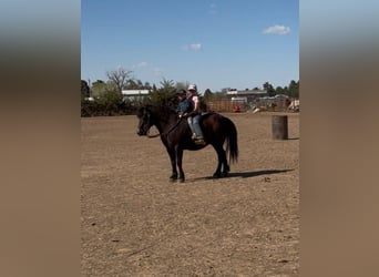 Haflinger Mix, Wallach, 8 Jahre, Rappe