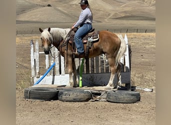 Haflinger, Wallach, 8 Jahre, Rotfuchs