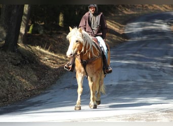 Haflinger Mix, Wallach, 8 Jahre, Rotfuchs