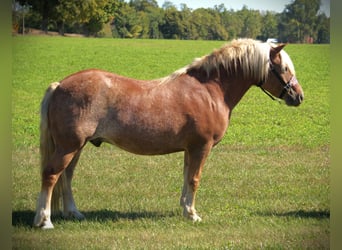 Haflinger, Wallach, 9 Jahre, 137 cm, Dunkelfuchs