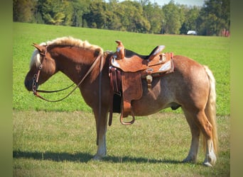 Haflinger, Wallach, 9 Jahre, 137 cm, Roan-Red