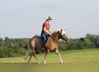 Haflinger, Wallach, 9 Jahre, 137 cm, Roan-Red