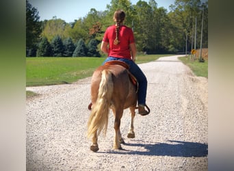 Haflinger, Wallach, 9 Jahre, 137 cm, Roan-Red