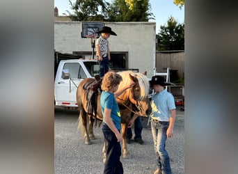 Haflinger, Wallach, 9 Jahre, 137 cm